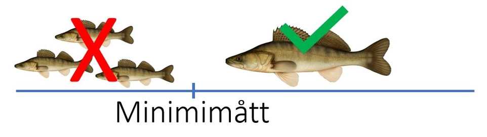 Bild som illustrerar hur minimimått fungerar. Fisk under minimimåttet får inte behållas, medan fisk över minimimåttet får tas med hem. 