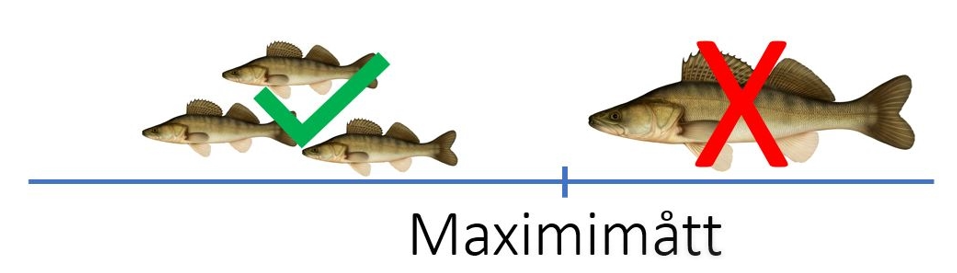 Bild som illustrerar hur  maximimått fungerar. Fisk som är över maximimåttet måste släppas tillbaka, medan fiskar under maximimåttet får tas upp. 